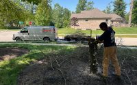 Landscaping - Small tree removal and disposal